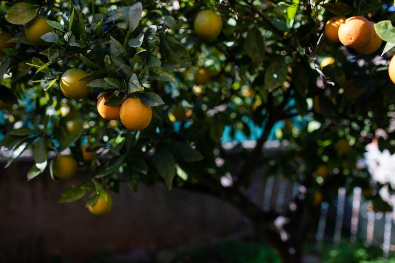 Florit Flats - The Orange Lemon Tree House Villa La Eliana Bagian luar foto